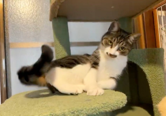 ゴロンと寝転がる猫