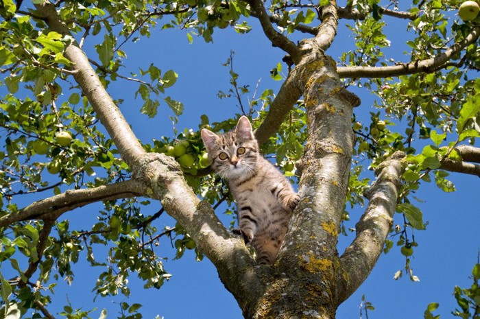 木の上の猫