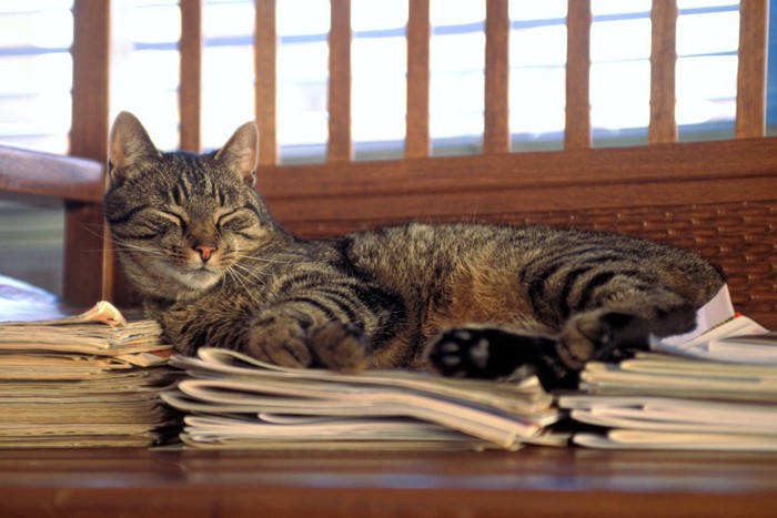 雑誌の上で眠るキジトラ