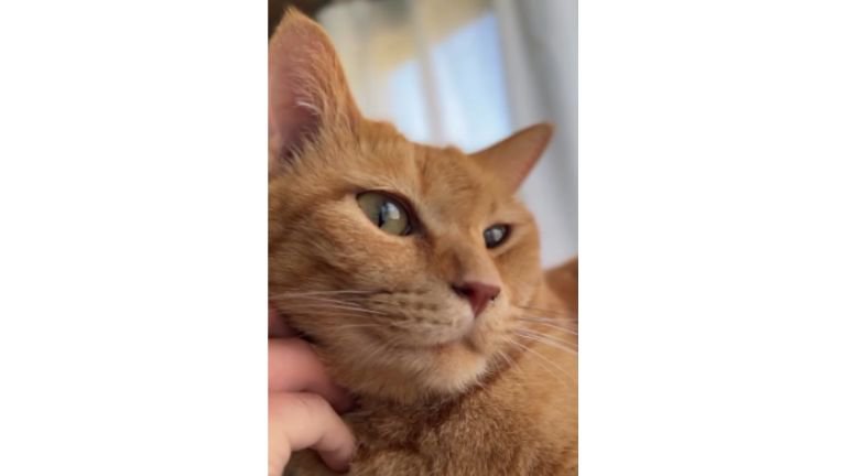 室内にいる猫