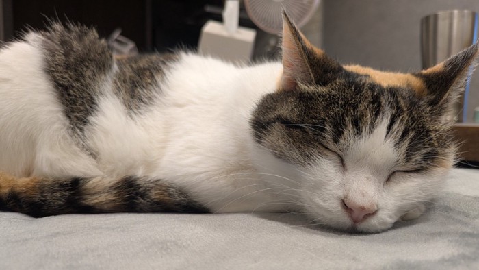 スヤスヤと眠る三毛猫