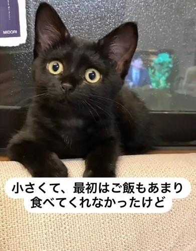 黒猫の顔