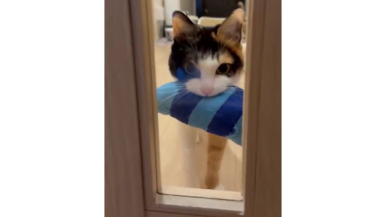 ドアの前にいる猫