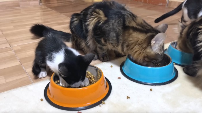 ごはんを食べる子猫と成猫