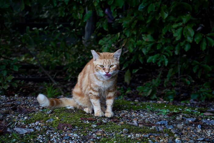 茶トラの野良猫