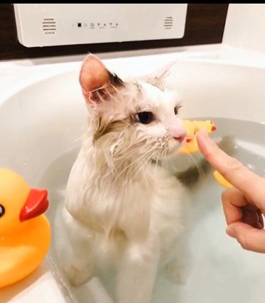 湯船に浸かっている猫