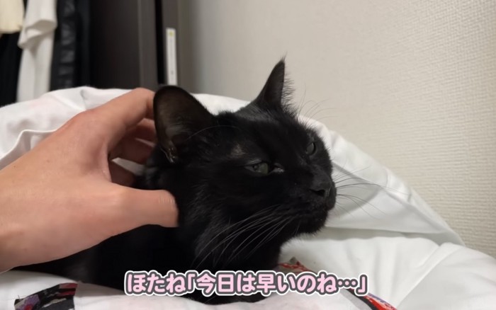 触られる猫