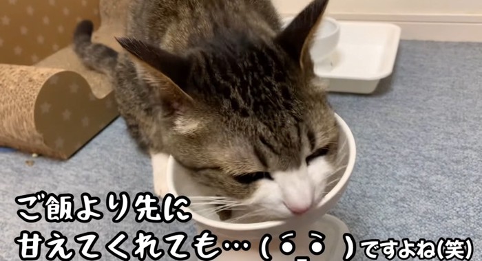 ご飯を食べる猫