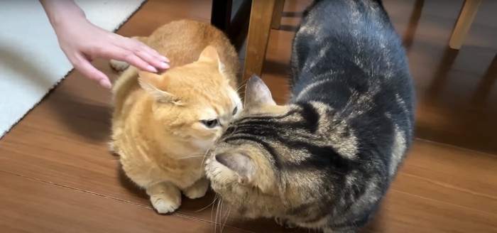 2匹の猫と背中に触れる人間の手