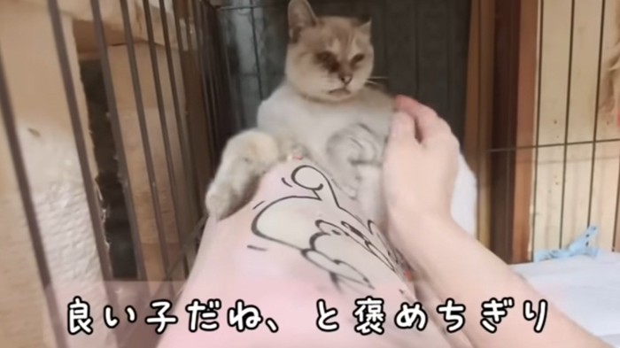 撫でられているが警戒しているシャムトラ猫