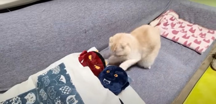 パンチする猫