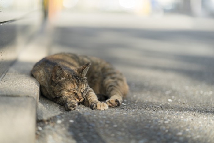 道路で丸くなる猫