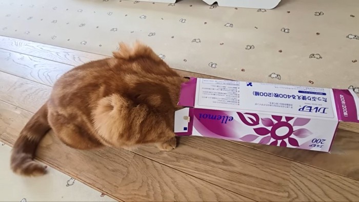 頭を突っ込む茶太郎くん