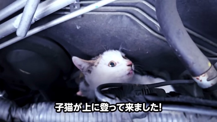 エンジンルームの中の子猫