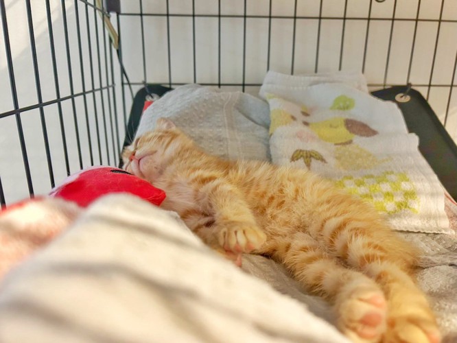寝ている子猫