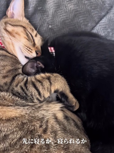 くっついて寝るキジトラ猫と黒猫