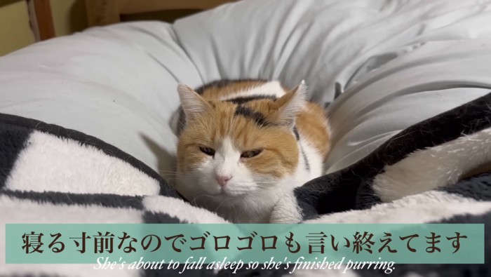 ゴロゴロし終えたミケ