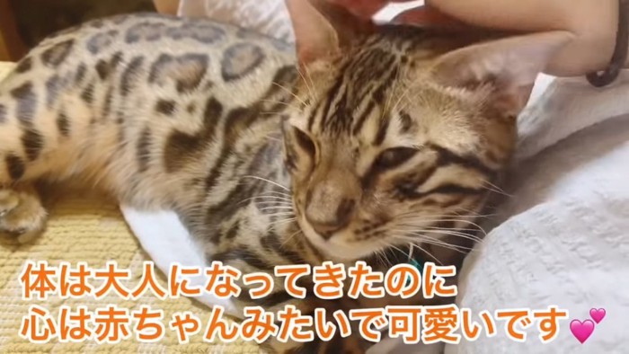 目を細める猫