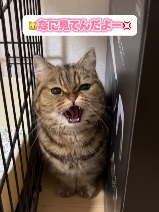 隙間で威嚇する猫