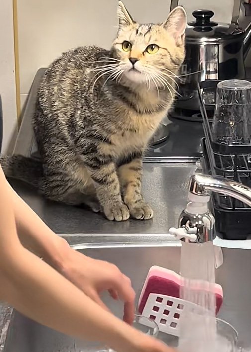 見上げる猫