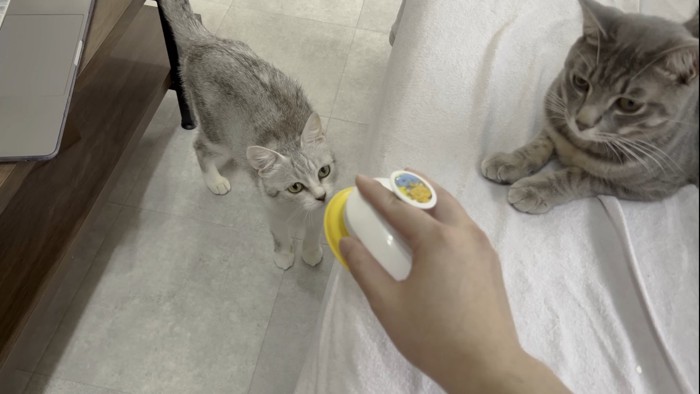 ブラシに興味をしめす猫