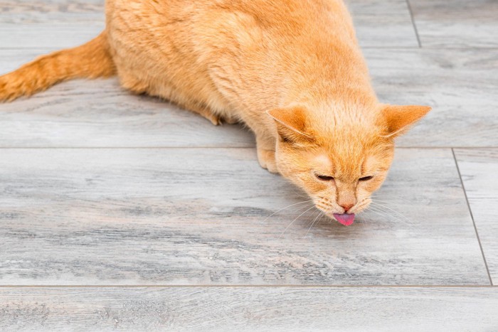 せきこむ猫