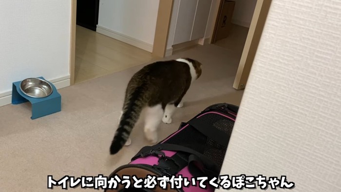 歩く猫の後ろ姿