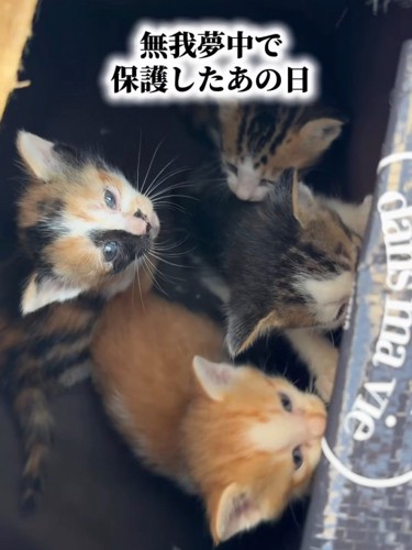 上を見ている子猫たち