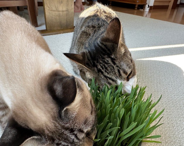 草を食べる2匹の猫1