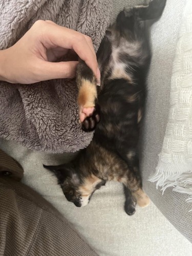 寝転がっている子猫