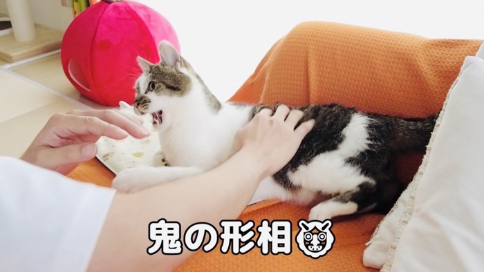 パパに猫パンチをする猫