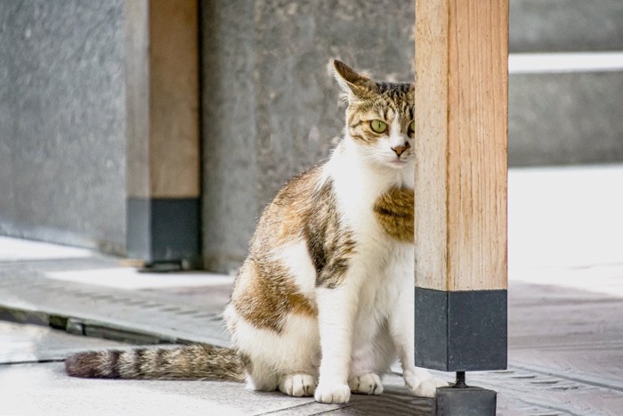 緊張している猫