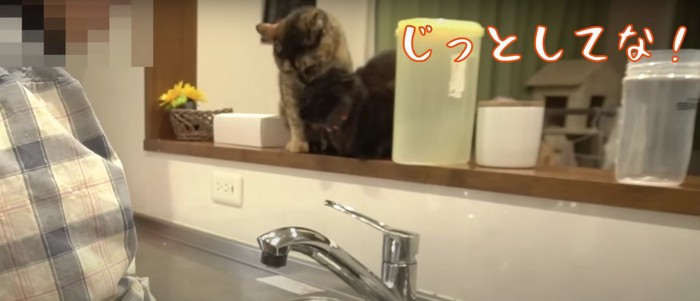 台所のカウンターの上にいる2匹の猫%%入っちゃだめだよ!