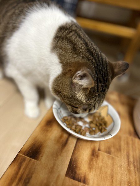 ドライフードを食べる猫