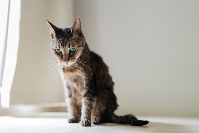 元気そうに座っている猫