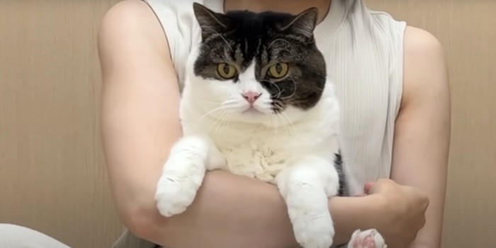 抱っこされている真顔の猫