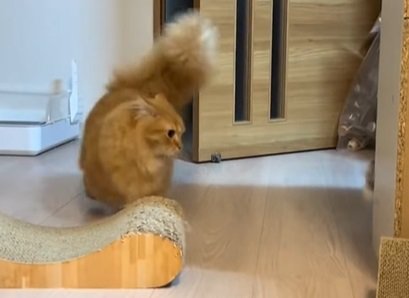 ドアの脇で向かって右を向く猫