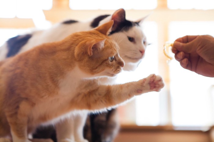 おやつを欲しがる2匹の猫