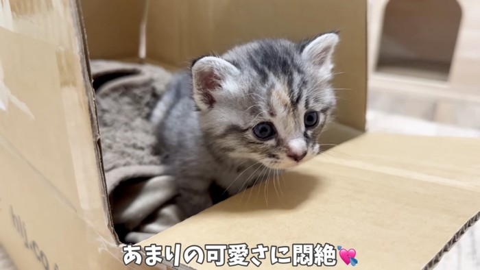 箱の中にいる子猫