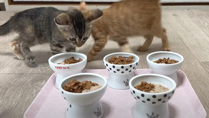 エサに近づく子猫