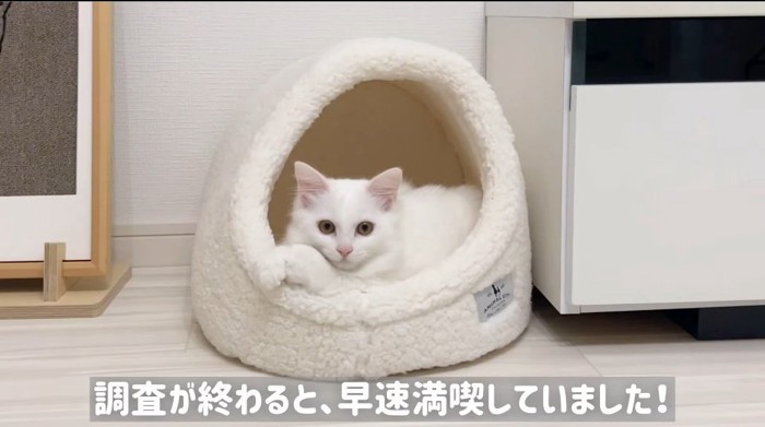 ベッドでくつろぐ猫