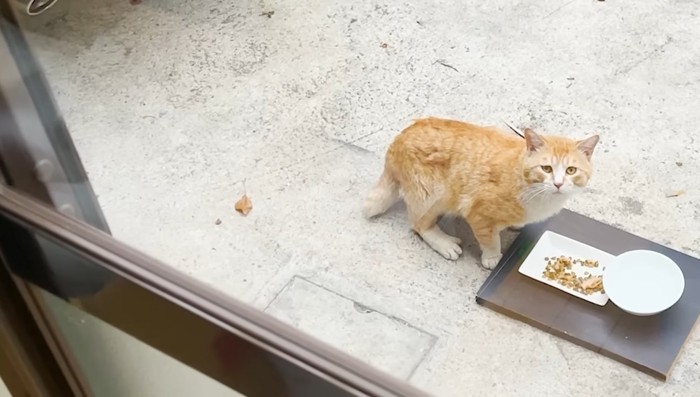 こちらを見上げる猫