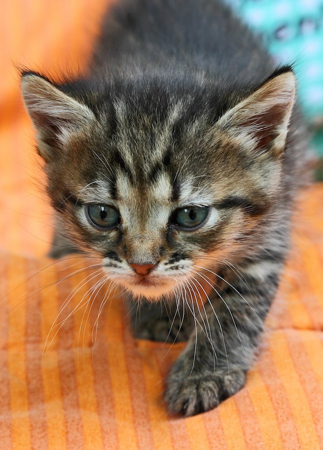 額にくっきりとMマークがある子猫