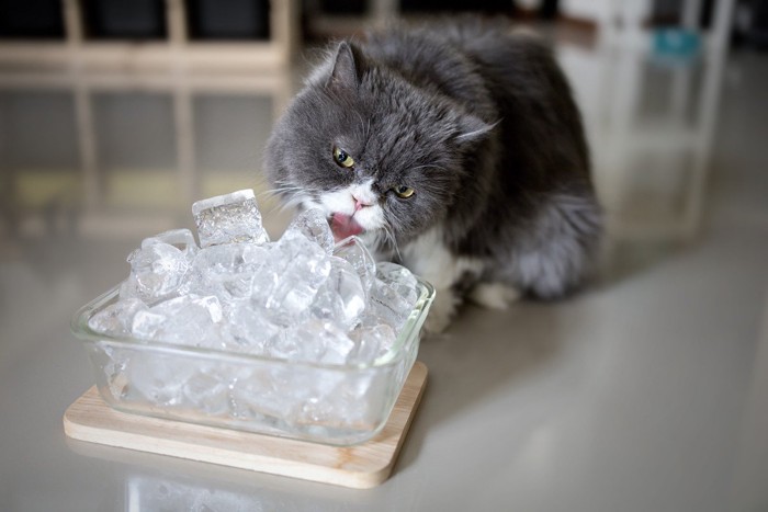 器に盛られた氷をなめる猫