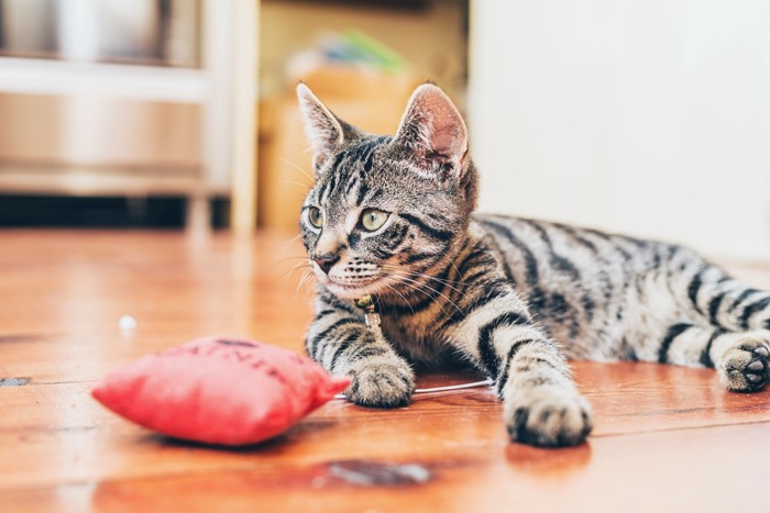 フローリングに横たわる猫とおもちゃ