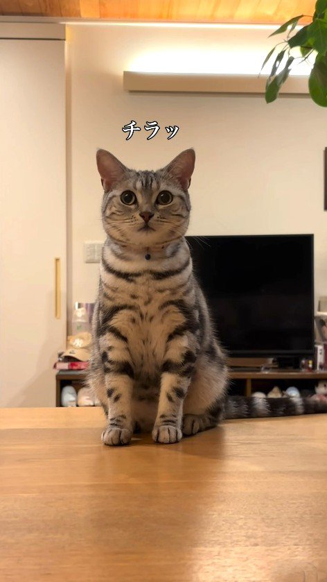 別の兄に呼ばれてちらりと見る猫