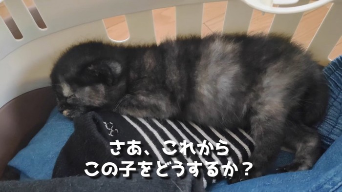 しっかり眠ってます…