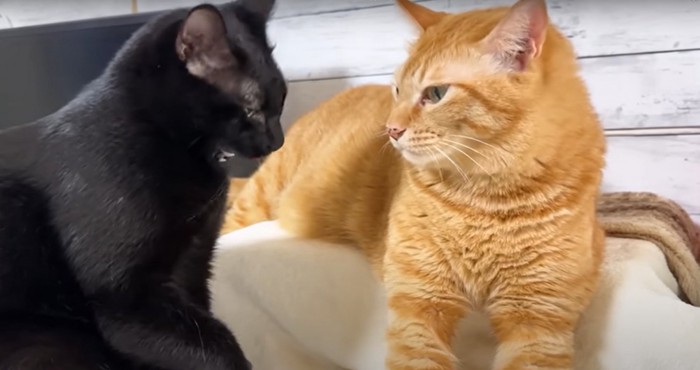 座る猫