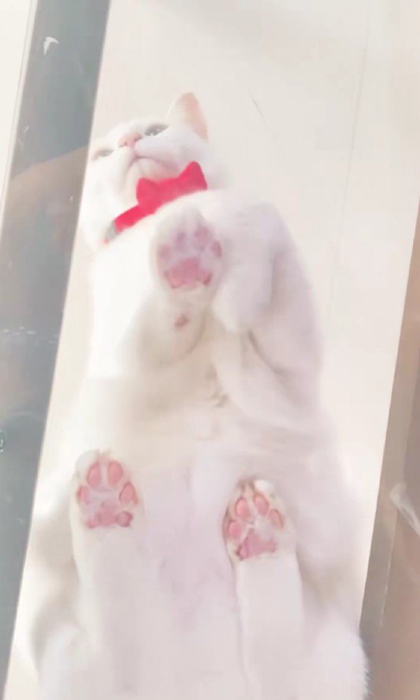 キャットウォークに座る猫