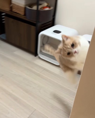 ジャンプする猫